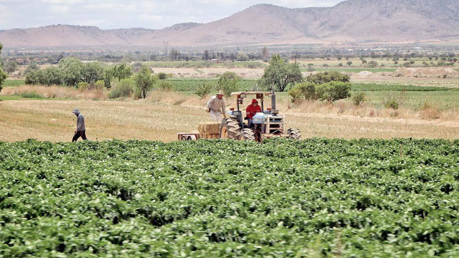 Jornaleros en labores de cosecha